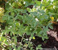 Image result for Crotalaria agatiflora