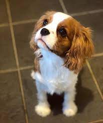 Lois The Cavalier Puppy Cavalier Puppy Cute Dogs Cavalier King Charles Spaniel