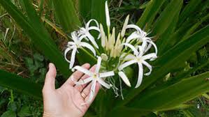 Erste qualität zu günstigen preisen. 8 Seeds Giant Amazon Lily Crinum Lily Fragrant White Flowers Bulb Ebay
