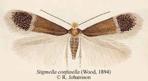 Image result for Stigmella confusella
