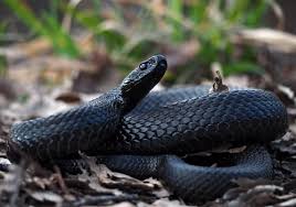 Ironically they spend almost all of their time sleeping. Snake Bite Dreams Healing Elixir Or Deadly Poison