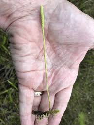 Image result for Lycopodiella caroliniana