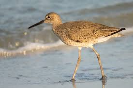 Gray Bird With White Stripes On Wings And Tail Willet Bird Life List Sea Birds List Of Birds