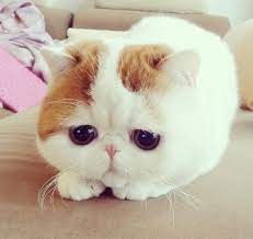 We did not find results for: à¸„à¸¥ à¸›à¹à¸¡à¸§à¸™ à¸²à¸£ à¸ à¹à¸¡à¸§ The Cat
