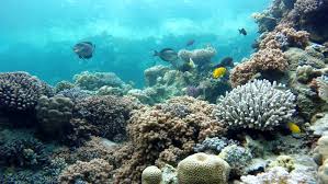 And fish underwater in the indian ocean. Beautiful Coral Reefs And Tropical Stock Footage Video 100 Royalty Free 23071663 Shutterstock