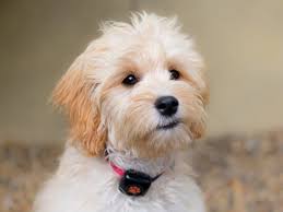 Cockapoo Puppy Checklist Pitpat