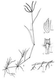 Image result for Cynodon dactylon