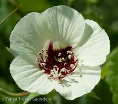 Image result for Anthericopsis sepalosa