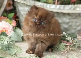 Get a ragdoll, bengal, siamese and more on fluffy and healthy purebred ragdoll kittens ***will be ready to go may 29th*** i am looking for the best fit for each of them please tell me a little bit. Chocolate Persian Kittens Chocolate Persians Chocolate Catspersian Himalayan Kittens For Sale In A Rainbow Of Colors In Business For 32 Years
