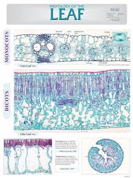 Histology Of The Leaf Chart King Mariot Medical Scientific