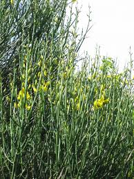 Image result for Spartium