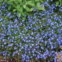 Image result for Lobelia adnexa