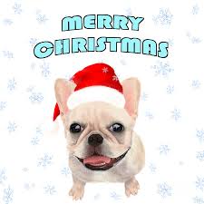 Christmas is a christian holy day that marks the birth of jesus, the son of god. Merry Christmas French Bulldog Digital Art By Michelle Lilo