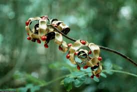 Image result for Tragia adenanthera