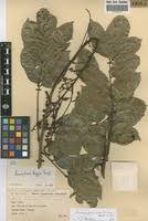 Image result for Sorindeia katangensis