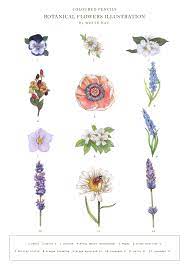 Coloured Pencils Botanical Flowers Illustration By White Hat 1 Pansy 2 Daisy I 3 Jasmine 4 Micky Flower Illustration Botanical Flowers Jasmine Flower Tattoos