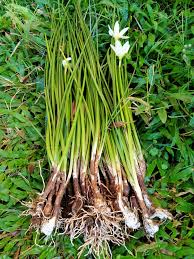 Pelat basal (bagian bawah umbi tempat akar tumbuh) sisik berdaging (jaringan penyimpanan utama) tunik (penutup sisik berdaging) pucuk (kuncup bunga yang berkembang) tunas lateral. Jo Lali Jali Ini Adalah Umbi Tanaman Lili Hujan Warna Umbinya Putih Sekilas Mirip Dengan Umbi Daun Bawang Umbi Inilah Yang Dapat Dikonsumsi Dan Menjadi Cara Untuk Berkembang Biak Facebook
