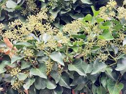 Image result for Hedera