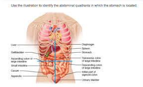 Why the abdomen is divided by an imaginary line of quadrants? Print Chapter 1 Flashcards Easy Notecards