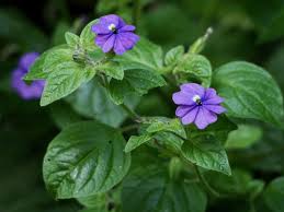 Image result for Browallia americana