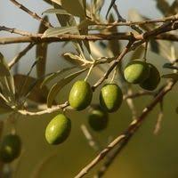 Olivier Olea Europaea Proprietes Bienfaits De Cette Plante En Phytotherapie Doctissimo