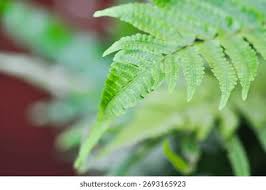 Image result for Dennstaedtiaceae
