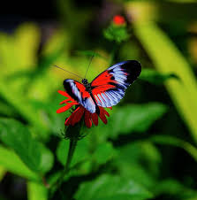 Beautiful flowers, butterfly in the dreamy meadow. Beautiful Butterfly Home Facebook