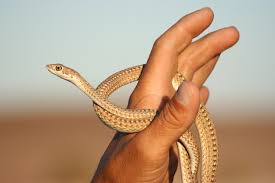 About two weeks before it is ready to shed, the snake stops eating and its skin turns dull as a fluid begins to separate the old skin from the new. Namib Sand Snake Encyclopedia Of Life
