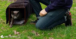 Over 50 years of combined engineering experiences has made tnr doors applications problem solvers. Why Trap Neuter Return Feral Cats And What Is Tnr Alley Cat Allies