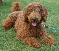 An irish doodle is a cross between an irish setter and poodle, resulting in an active and their mother, hazel, is a irish setter and their father, scout, is a poodle. Irish Doodle Puppies Overtime Coloring