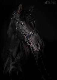 It's important to understand with the grulla color that each individual body hair is a smoky or mousy color. Black Horse By Tanya Kozlovsky 500px Horses Black Horse Pretty Horses