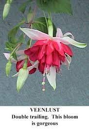 Pin By Rob On Fushia Fuchsia Flowers Flower Garden Pictures Fuchsia Flower