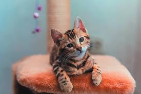 There's more to scotland than stunning scenery and rich history, so find out some amazing facts about our great wee country here. 6 Cat Facts We Bet You Didn T Know Tufts Catnip