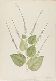 Image result for Pleurolobus