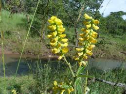 Image result for Eriosema psoraleoides