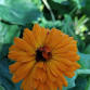 Calendula Balm workshop event image