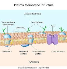 We did not find results for: Plasma Membrane Structure Of Plasma Membrane Canstock