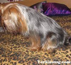 Pin On Yorkies