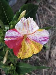 Image result for Mirabilis jalapa