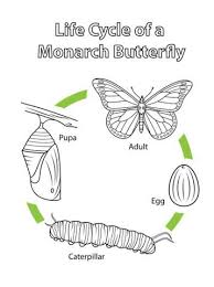 Life Cycle Of A Monarch Butterfly Coloring Page Butterfly Life Cycle Preschool Butterfly Life Cycle Butterfly Coloring Page