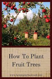 Therefore, it is crucial the right tree is selected prior to planting. How To Plant Fruit Trees Farming My Backyard