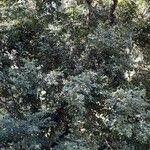 Image result for Cryptocarya woodii