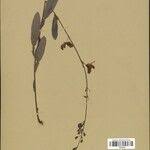 Image result for Droogmansia