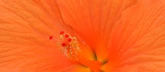 Image result for Hibiscus torrei