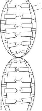 Mutations are alterations in dna sequences. 41 Best Genetics Dna Activities Ideas Dna Activities Teaching Science Science Classroom