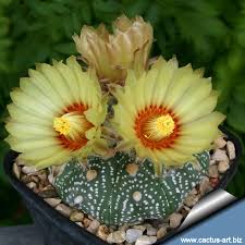 Image result for Thesium asterias