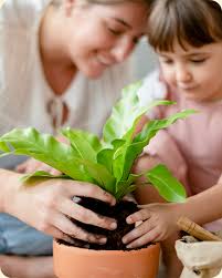 Amazon.com : RootMax