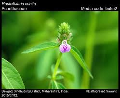 Image result for Justicia phyllostachys