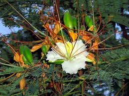 Delonix Elata White Gulmohar