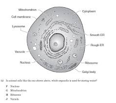 Check spelling or type a new query. Cell Structure Quiz